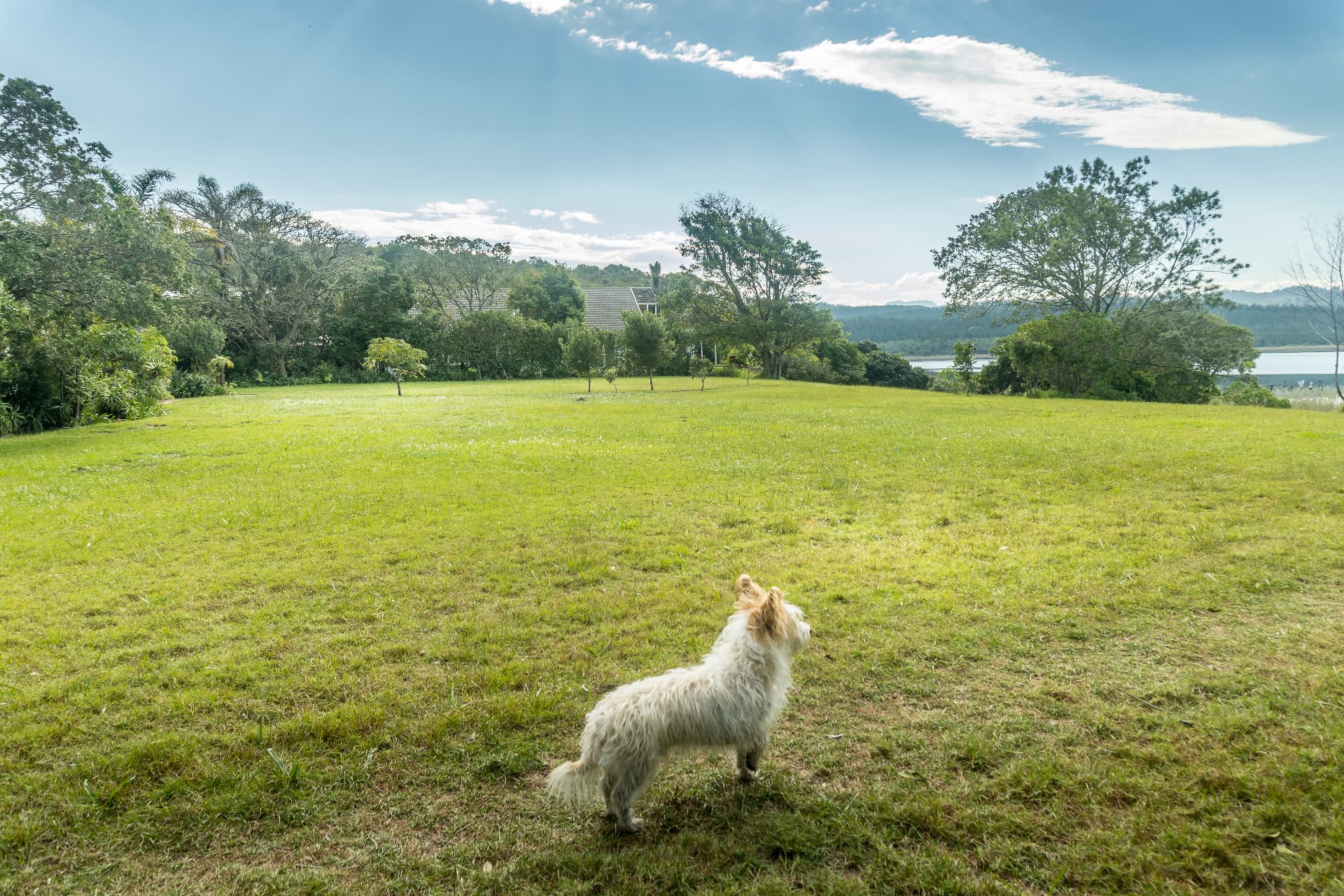 A dog enjoying the spacious grassy grounds at Kairos on the Lake with the lake in the background