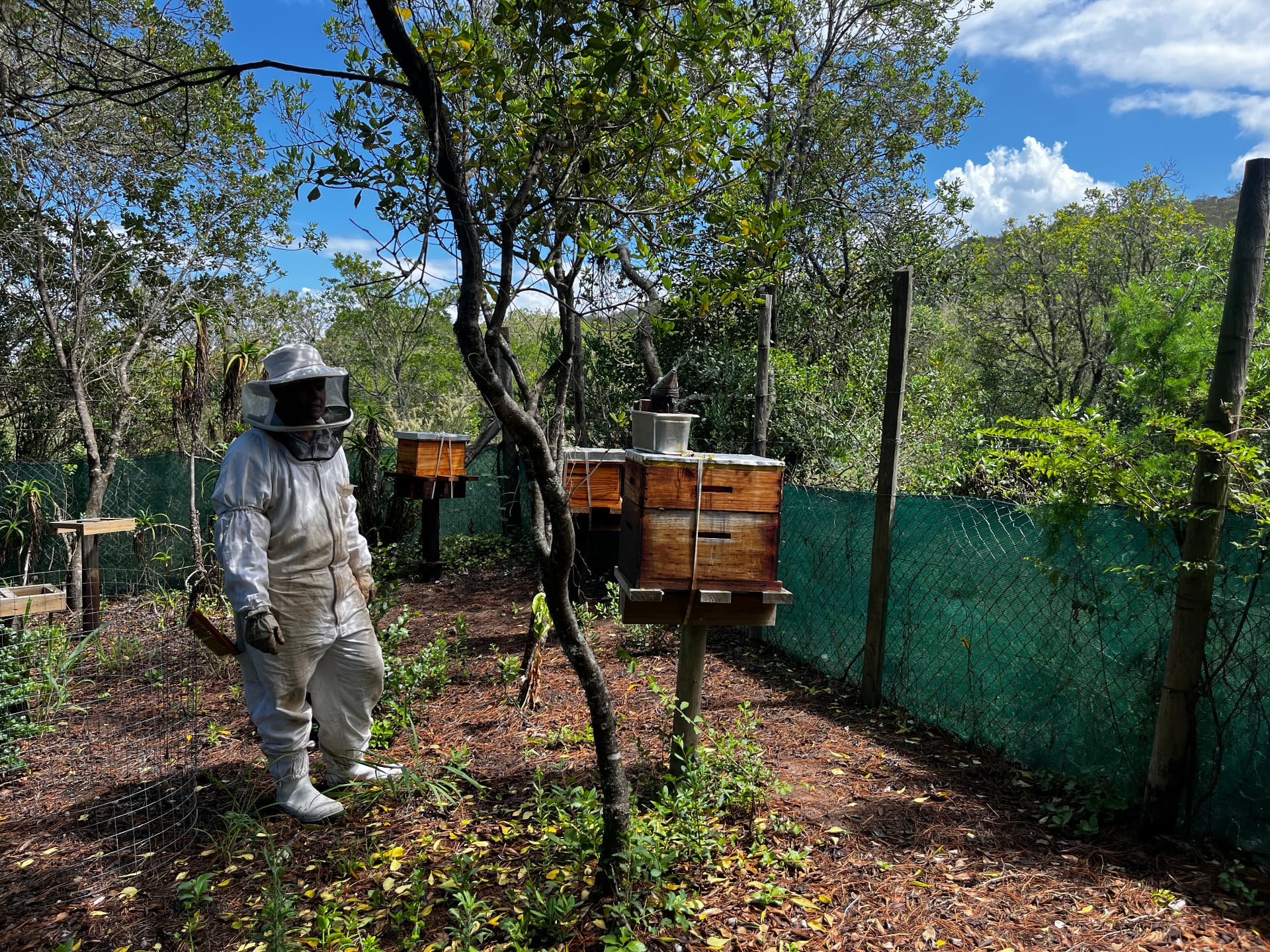 Beekeeper tending the hives in the estate garden