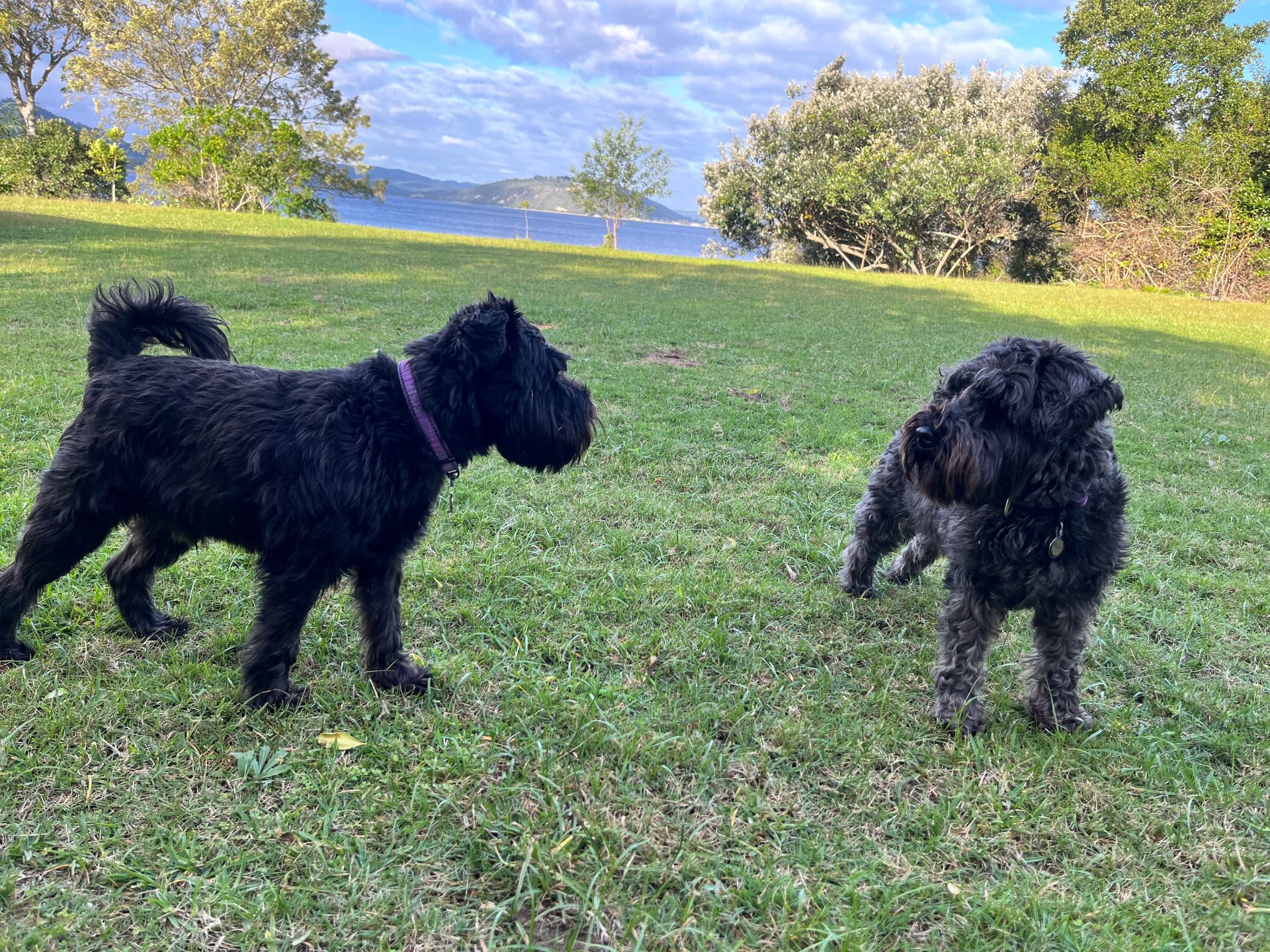 Two dogs playing on the lawn with the lake behind